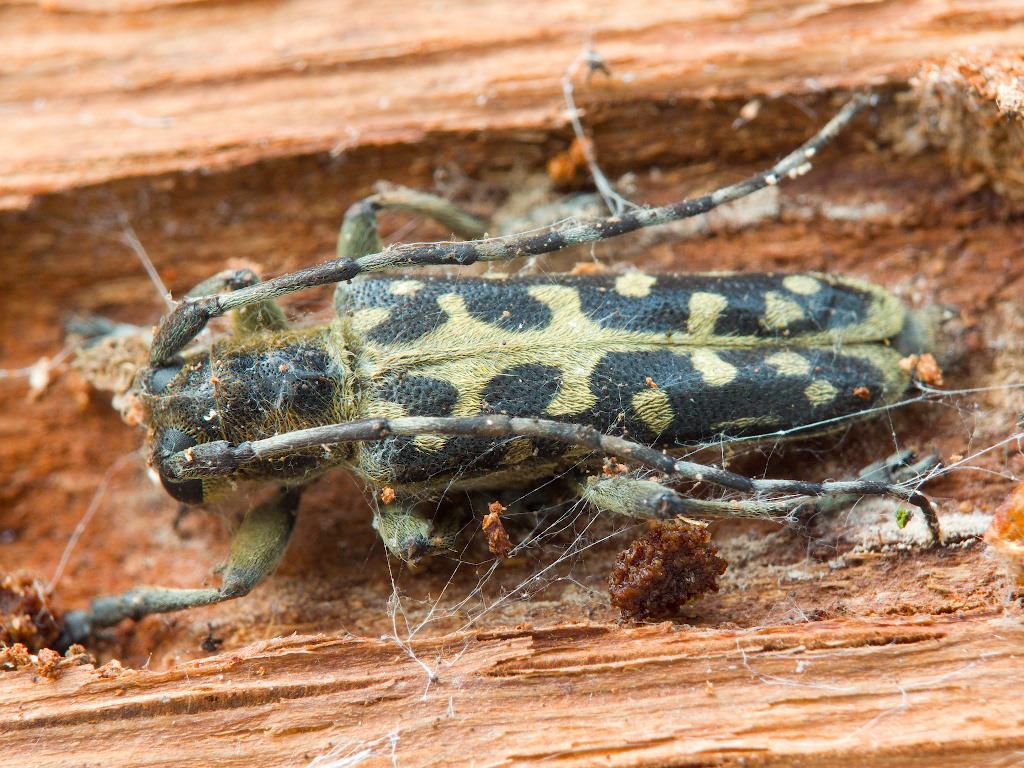 Saperda scalaris (Linnaeus, 1758)